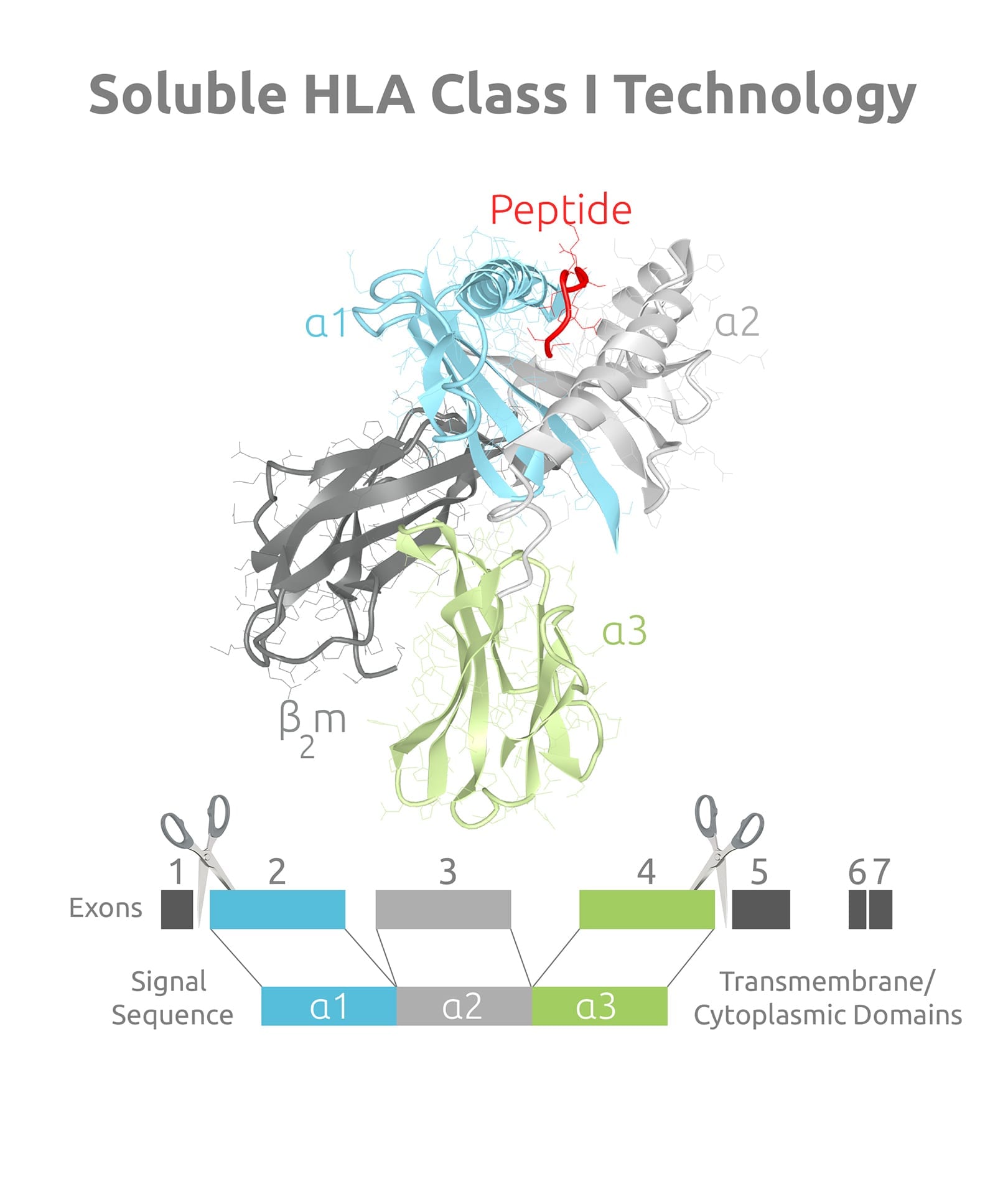 Soluble HLA Class I Proteins | Pure Protein, LLC